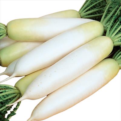 ダイコン 冬馬力