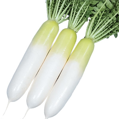 ダイコン 冬の守