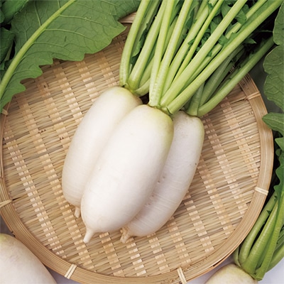 ミニダイコン 天使の葉根