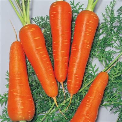 ニンジン 紅あかり