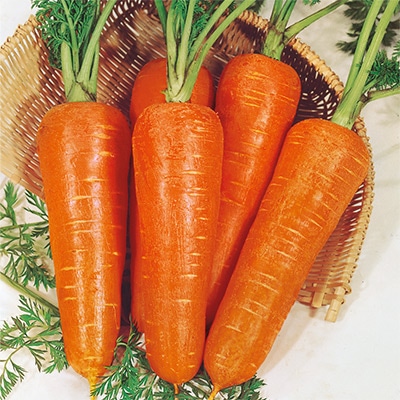 ニンジン  金港四寸