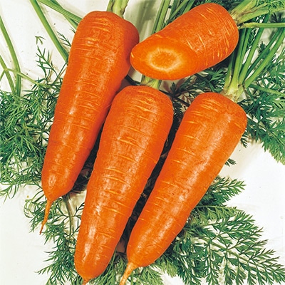 ニンジン  時なし五寸