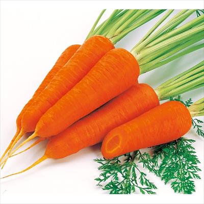 ニンジン 春蒔金港五寸