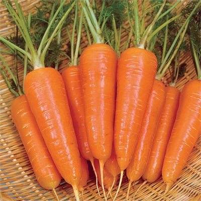 ニンジン 錦洋五寸2号