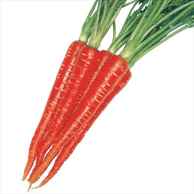 ニンジン 金時にんじん