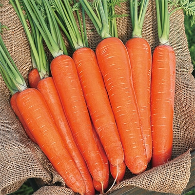 ニンジン 濱美人