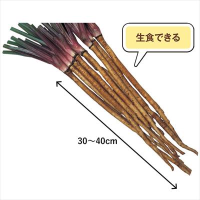 サラダゴボウ ダイエット