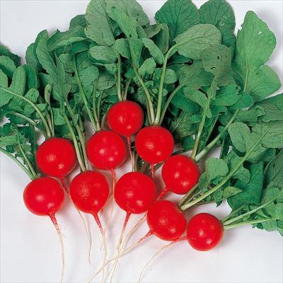 ハツカダイコン レッドチャイム