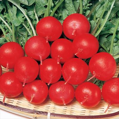 ハツカダイコン  さくらんぼ