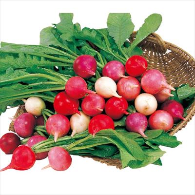 ハツカダイコン カラフルファイブ