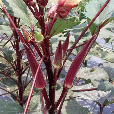 赤オクラ 島の恋