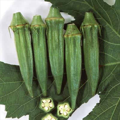 オクラ  グリーンスター