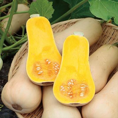 カボチャ 食べきりバターナッツ まろあじ