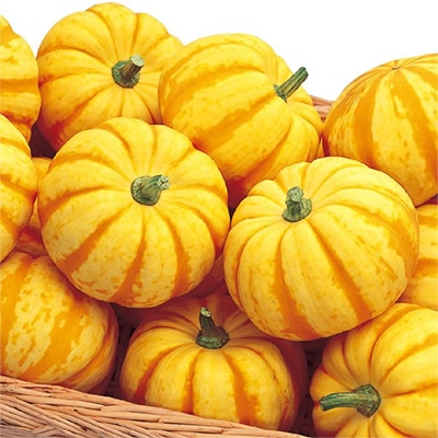 ミニカボチャ プッチィーニ