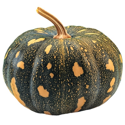 カボチャ 島カボチャ（丸型）