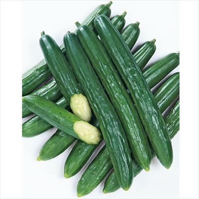 キュウリ うどんこ病に強いキュウリ