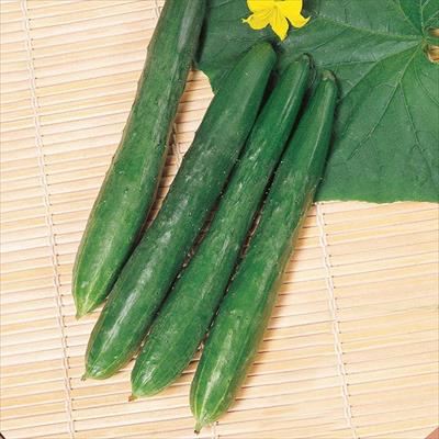 キュウリ さつきみどり