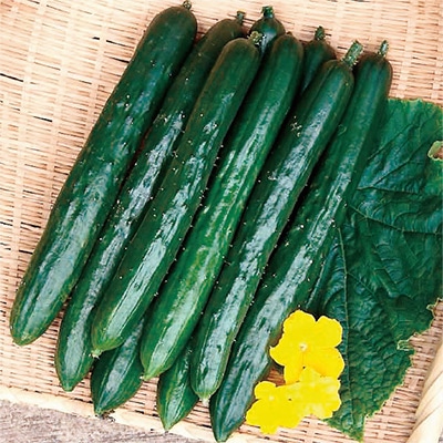 キュウリ ずーっととれる