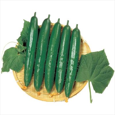 キュウリ よしなり