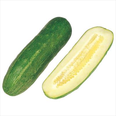 キュウリ 加賀太キュウリ