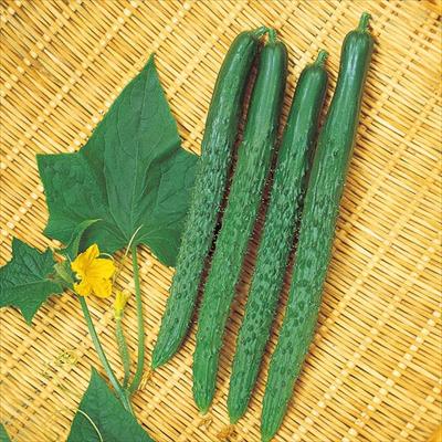 キュウリ 夏さんご