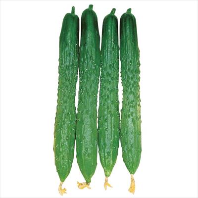 キュウリ 黒さんご