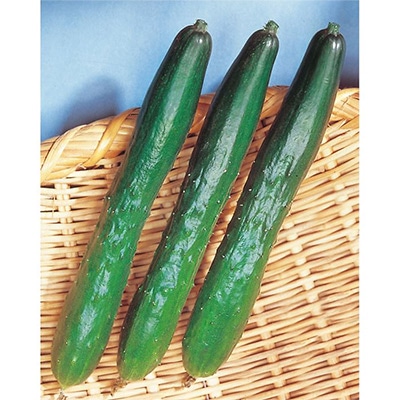 キュウリ 霜知らず地這