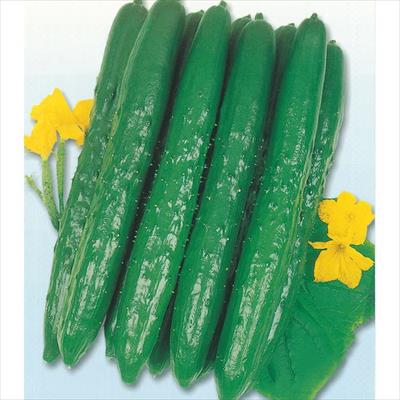 キュウリ 美貴緑地這