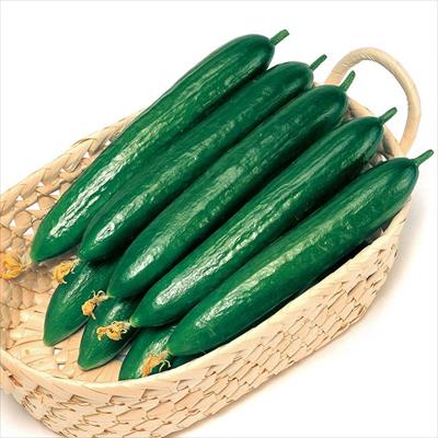 キュウリ フリーダムハウス3号