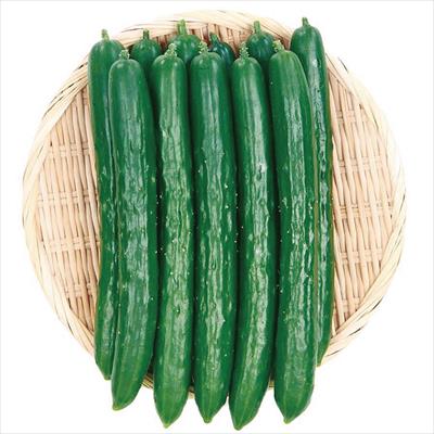 キュウリ 秋キュウリ