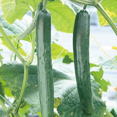 おうち野菜(R) キュウリ 夏バテ知らず