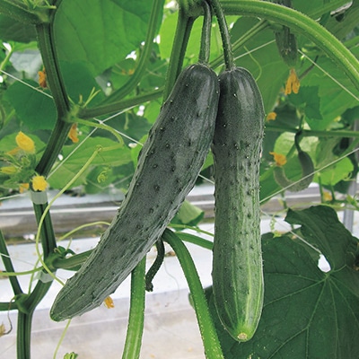 キュウリ できすぎなるなる