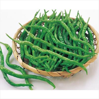 トウガラシ ひもとうがらし