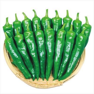 トウガラシ 松の舞