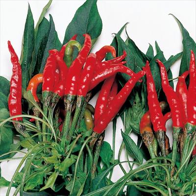 トウガラシ 鷹の爪