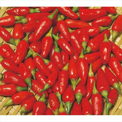 トウガラシ 島トウガラシ