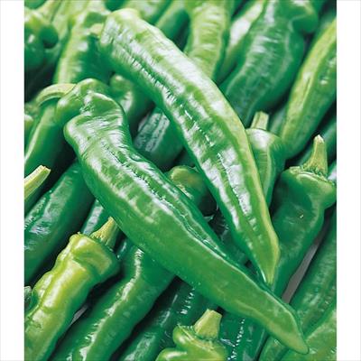 トウガラシ 万願寺トウガラシ