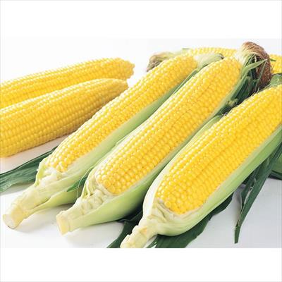 スイートコーン ゴールドラッシュ(R)88