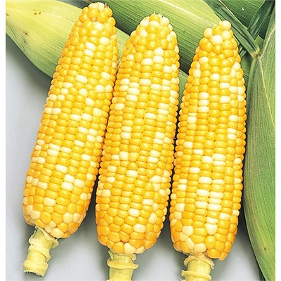 スイートコーン ハニーバンタム(R) ピーター610