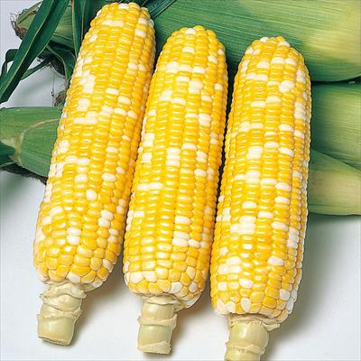 スイートコーン ハニーバンタム(R) ピーターコーン