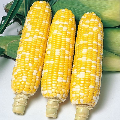 スイートコーン ハニーバンタム(R) ピーターコーン