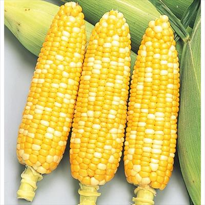 スイートコーン ハニーバンタム(R) ピーター610
