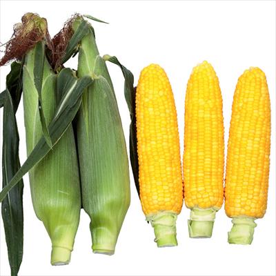 スイートコーン ゴールドラッシュ（R）ネオ