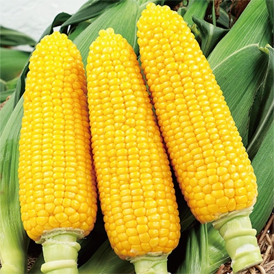 スイートコーン ゴールドバンタム