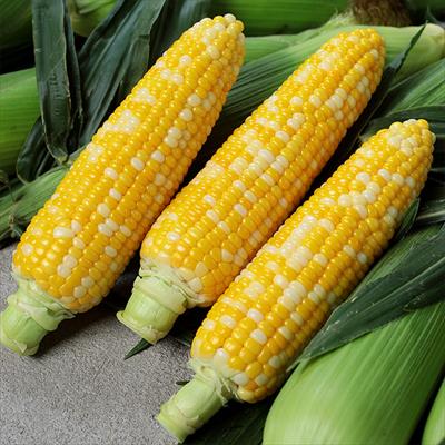スイートコーン ゆめのコーン(R)ビッグ85