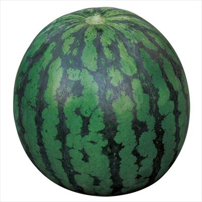 大玉スイカ 羅皇