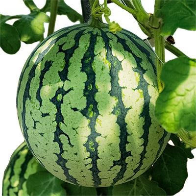 小玉スイカ アップルスイカ（R）