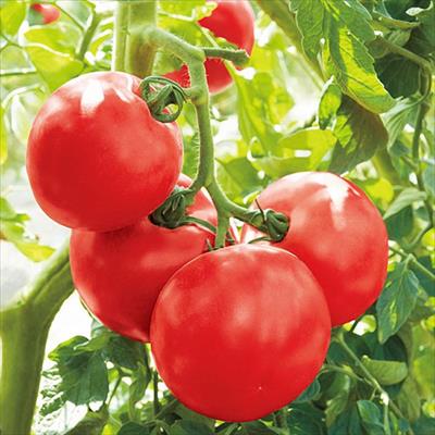 大玉トマト 麗夏