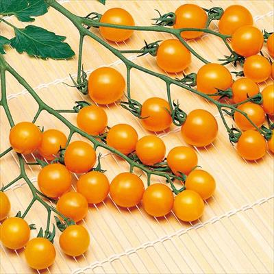 ミニトマト オレンジキャロル