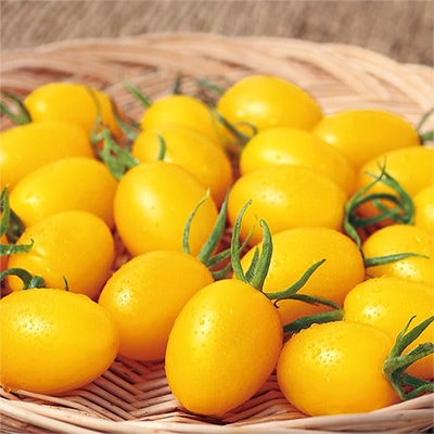 ミニトマト イエローアイコ